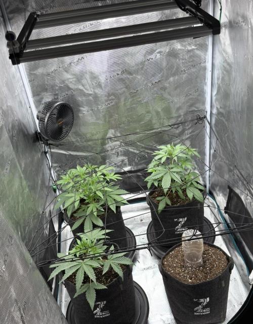ｆｒｏｓｔｅｄｇｕａｖａ ❄️   | by Green House Seeds. Week 3