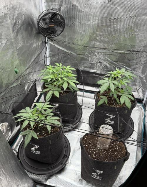 ｆｒｏｓｔｅｄｇｕａｖａ ❄️   | by Green House Seeds. Week 3
