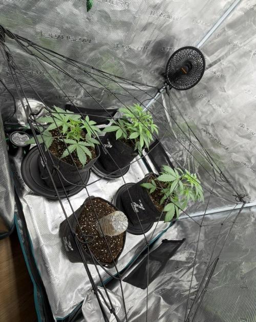 ｆｒｏｓｔｅｄｇｕａｖａ ❄️   | by Green House Seeds. Week 3