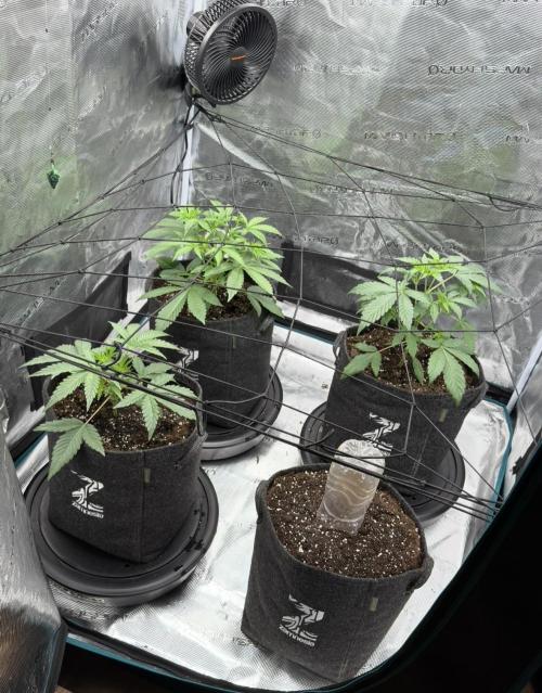 ｆｒｏｓｔｅｄｇｕａｖａ ❄️   | by Green House Seeds. Week 3