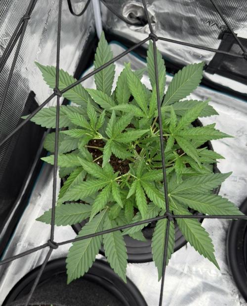 ｆｒｏｓｔｅｄｇｕａｖａ ❄️   | by Green House Seeds. Week 3