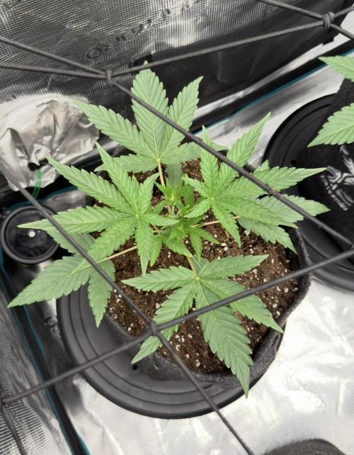 ｆｒｏｓｔｅｄｇｕａｖａ ❄️   | by Green House Seeds. Week 3