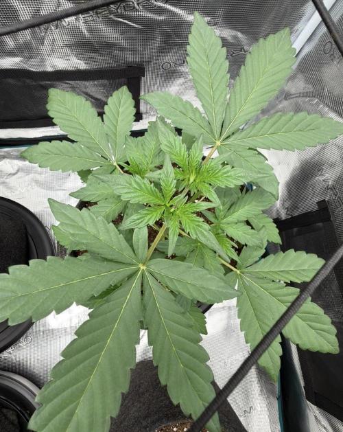 ｆｒｏｓｔｅｄｇｕａｖａ ❄️   | by Green House Seeds. Week 3