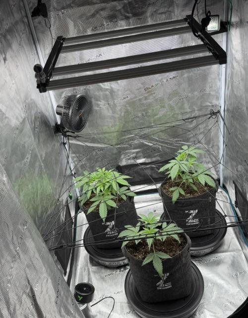 ｆｒｏｓｔｅｄｇｕａｖａ ❄️   | by Green House Seeds. Week 3