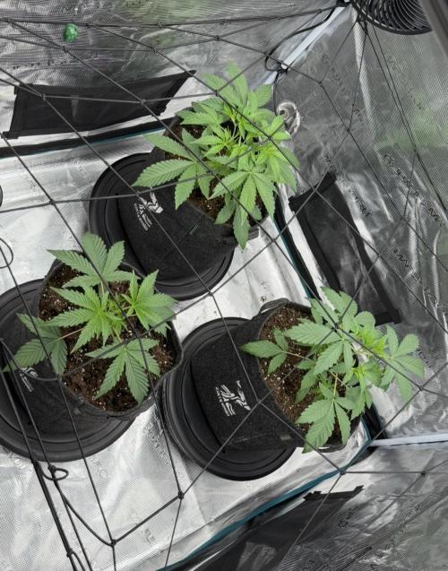 ｆｒｏｓｔｅｄｇｕａｖａ ❄️   | by Green House Seeds. Week 3