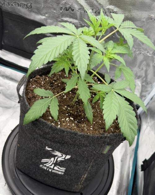 ｆｒｏｓｔｅｄｇｕａｖａ ❄️   | by Green House Seeds. Week 3