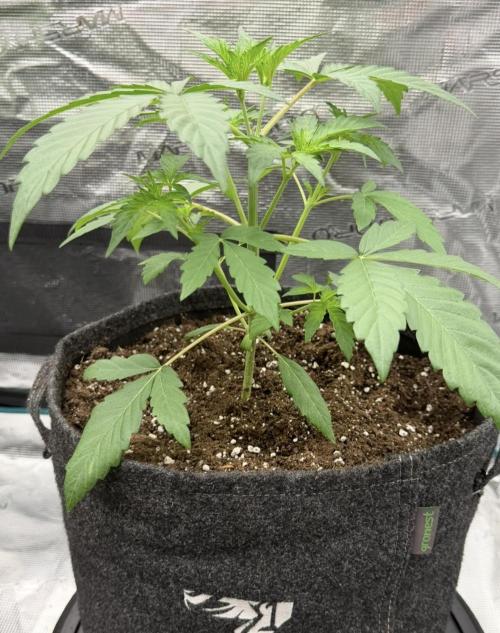 ｆｒｏｓｔｅｄｇｕａｖａ ❄️   | by Green House Seeds. Week 3