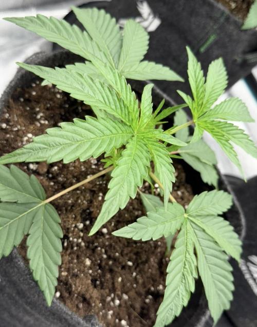 ｆｒｏｓｔｅｄｇｕａｖａ ❄️   | by Green House Seeds. Week 3