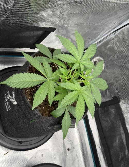 ｆｒｏｓｔｅｄｇｕａｖａ ❄️   | by Green House Seeds. Week 3