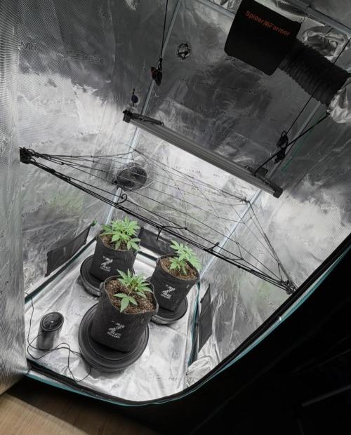 ｆｒｏｓｔｅｄｇｕａｖａ ❄️   | by Green House Seeds. Week 3