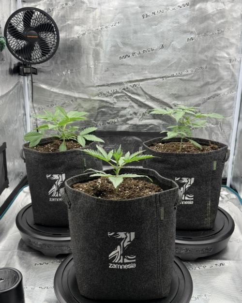 ｆｒｏｓｔｅｄｇｕａｖａ ❄️   | by Green House Seeds. Week 3