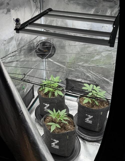 ｆｒｏｓｔｅｄｇｕａｖａ ❄️   | by Green House Seeds. Week 3