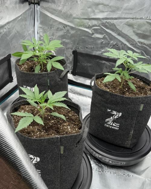 ｆｒｏｓｔｅｄｇｕａｖａ ❄️   | by Green House Seeds. Week 3