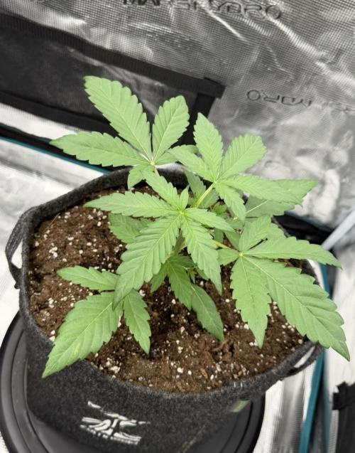 ｆｒｏｓｔｅｄｇｕａｖａ ❄️   | by Green House Seeds. Week 3