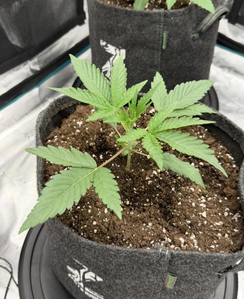 ｆｒｏｓｔｅｄｇｕａｖａ ❄️   | by Green House Seeds. Week 3