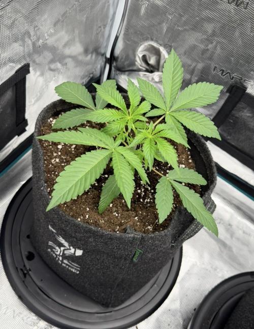 ｆｒｏｓｔｅｄｇｕａｖａ ❄️   | by Green House Seeds. Week 3