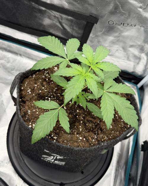 ｆｒｏｓｔｅｄｇｕａｖａ ❄️   | by Green House Seeds. Week 3