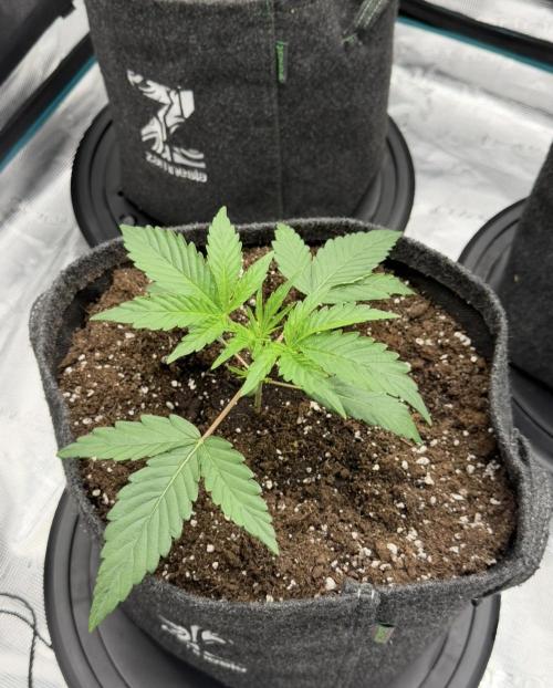 ｆｒｏｓｔｅｄｇｕａｖａ ❄️   | by Green House Seeds. Week 3