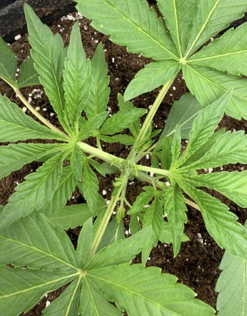 ｆｒｏｓｔｅｄｇｕａｖａ ❄️   | by Green House Seeds. Week 3