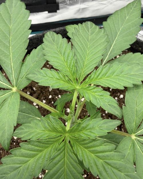 ｆｒｏｓｔｅｄｇｕａｖａ ❄️   | by Green House Seeds. Week 3