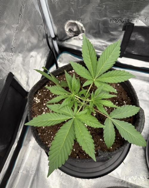 ｆｒｏｓｔｅｄｇｕａｖａ ❄️   | by Green House Seeds. Week 3