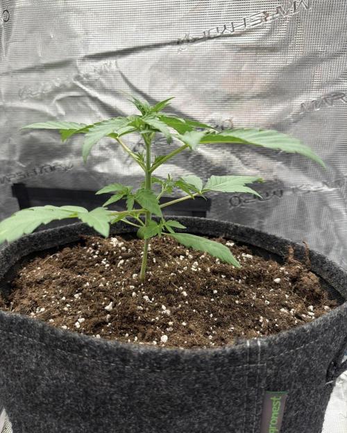 ｆｒｏｓｔｅｄｇｕａｖａ ❄️   | by Green House Seeds. Week 3