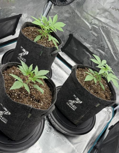 Frosted Guava Autoflowering. Week 3