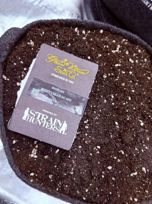 ᗷIᔕᑕOTTI ᙭ GEᒪᗩTO by GreenHouseSeeds. Week 0