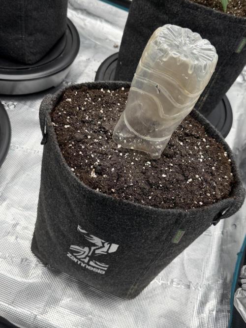 ᗷIᔕᑕOTTI ᙭ GEᒪᗩTO by GreenHouseSeeds. Week 0