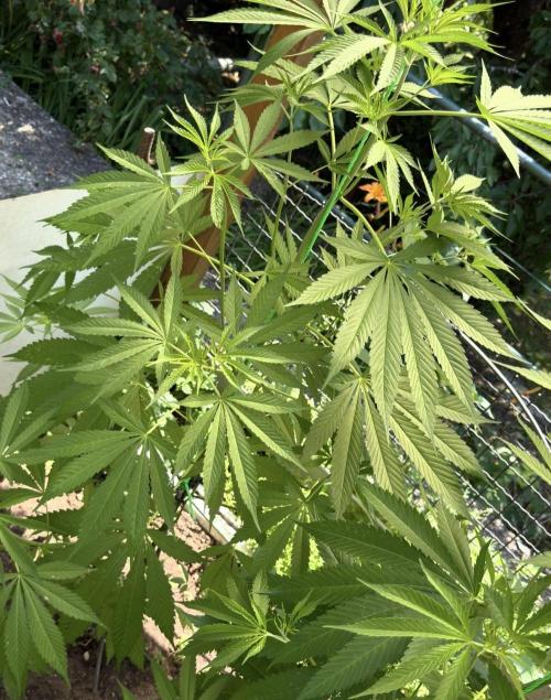 Air Lemon x Shishkaberry 🍋🍇 by GH Seeds. Week 11