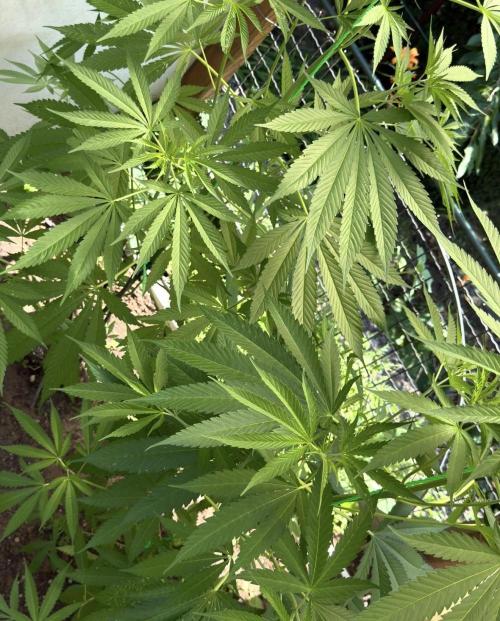Air Lemon x Shishkaberry 🍋🍇 by GH Seeds. Week 11