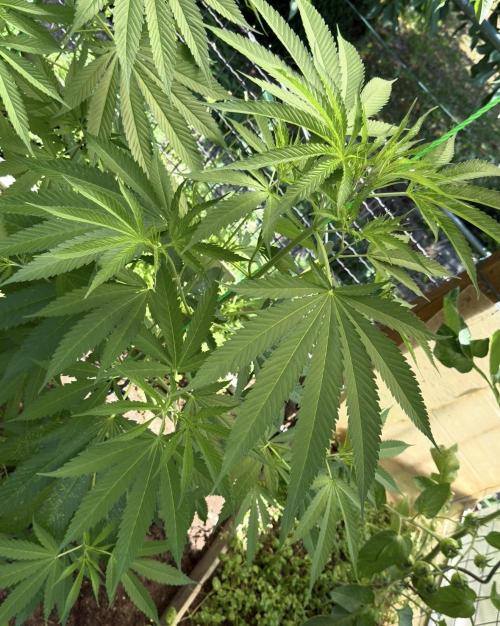 Air Lemon x Shishkaberry 🍋🍇 by GH Seeds. Week 11