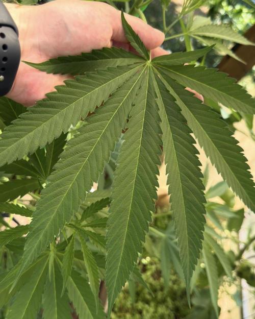 Air Lemon x Shishkaberry 🍋🍇 by GH Seeds. Week 11