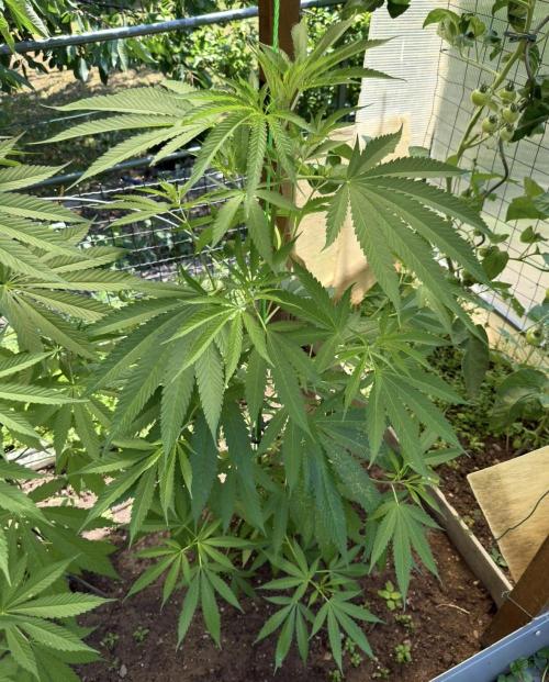 Air Lemon x Shishkaberry 🍋🍇 by GH Seeds. Week 11