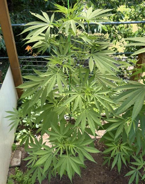 Air Lemon x Shishkaberry 🍋🍇 by GH Seeds. Week 11