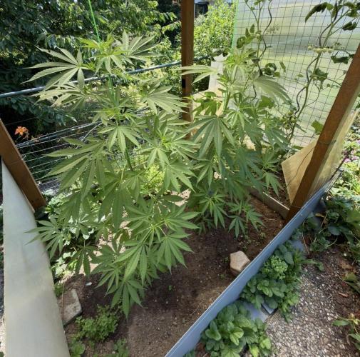 Air Lemon x Shishkaberry 🍋🍇 by GH Seeds. Week 11