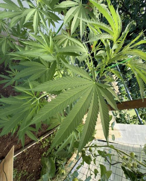 Air Lemon x Shishkaberry 🍋🍇 by GH Seeds. Week 11