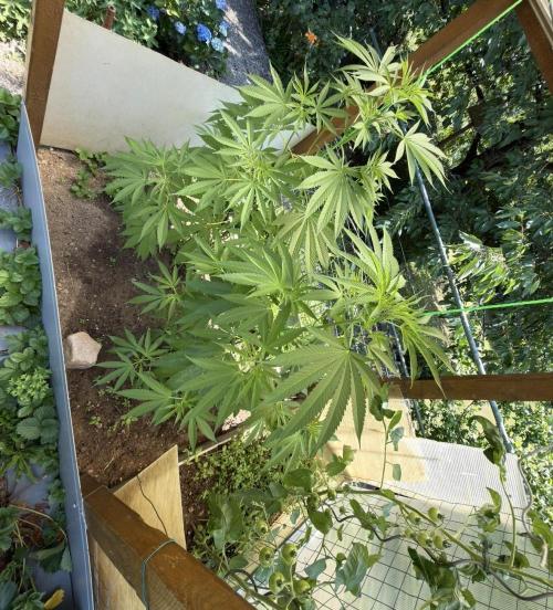 Air Lemon x Shishkaberry 🍋🍇 by GH Seeds. Week 11