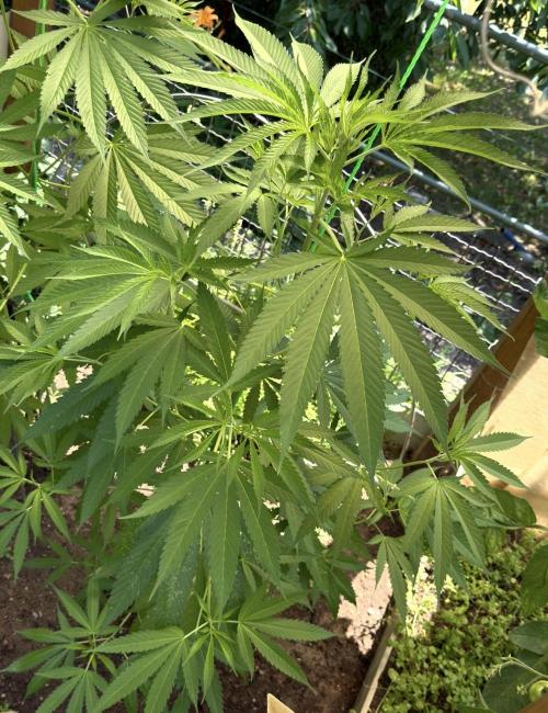 Air Lemon x Shishkaberry 🍋🍇 by GH Seeds. Week 11