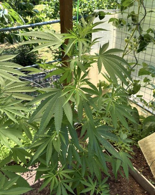 Air Lemon x Shishkaberry 🍋🍇 by GH Seeds. Week 11