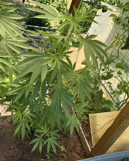 Air Lemon x Shishkaberry 🍋🍇 by GH Seeds. Week 11