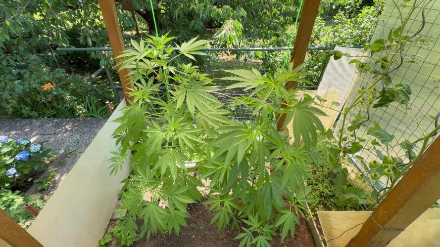 Air Lemon x Shishkaberry 🍋🍇 by GH Seeds