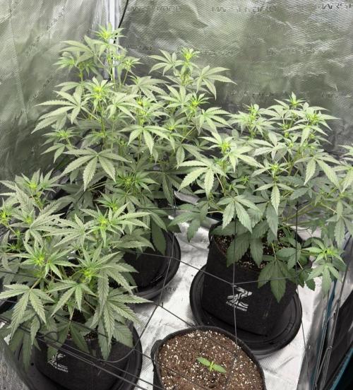 ｆｒｏｓｔｅｄｇｕａｖａ ❄️   | by Green House Seeds. Week 4