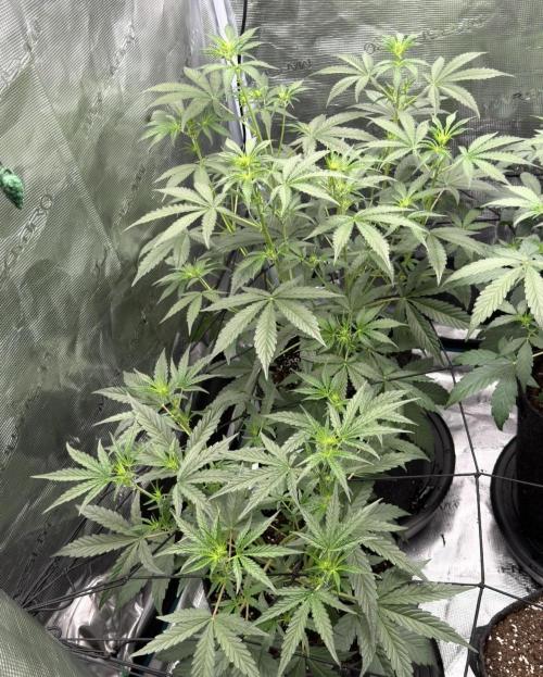 ｆｒｏｓｔｅｄｇｕａｖａ ❄️   | by Green House Seeds. Week 4