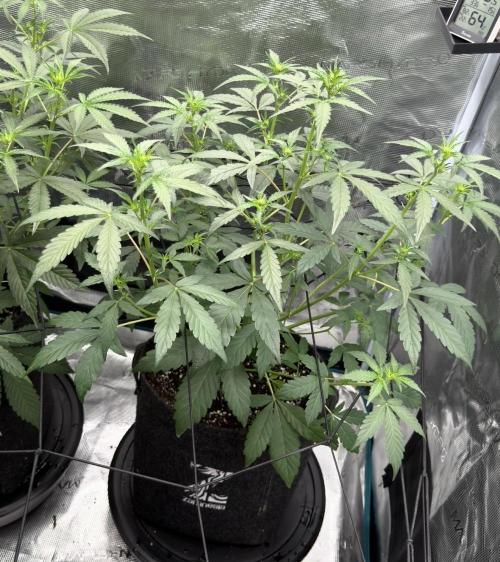 ｆｒｏｓｔｅｄｇｕａｖａ ❄️   | by Green House Seeds. Week 4