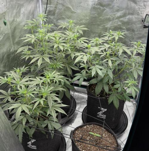 ｆｒｏｓｔｅｄｇｕａｖａ ❄️   | by Green House Seeds. Week 4