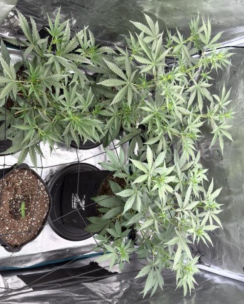 ｆｒｏｓｔｅｄｇｕａｖａ ❄️   | by Green House Seeds. Week 4