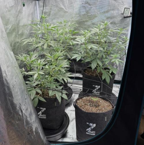 ｆｒｏｓｔｅｄｇｕａｖａ ❄️   | by Green House Seeds. Week 4