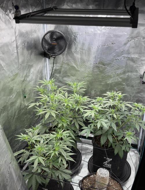 ｆｒｏｓｔｅｄｇｕａｖａ ❄️   | by Green House Seeds. Week 4