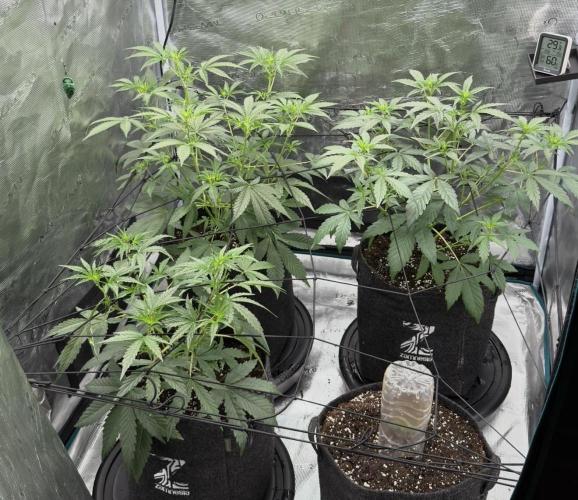 ｆｒｏｓｔｅｄｇｕａｖａ ❄️   | by Green House Seeds. Week 4
